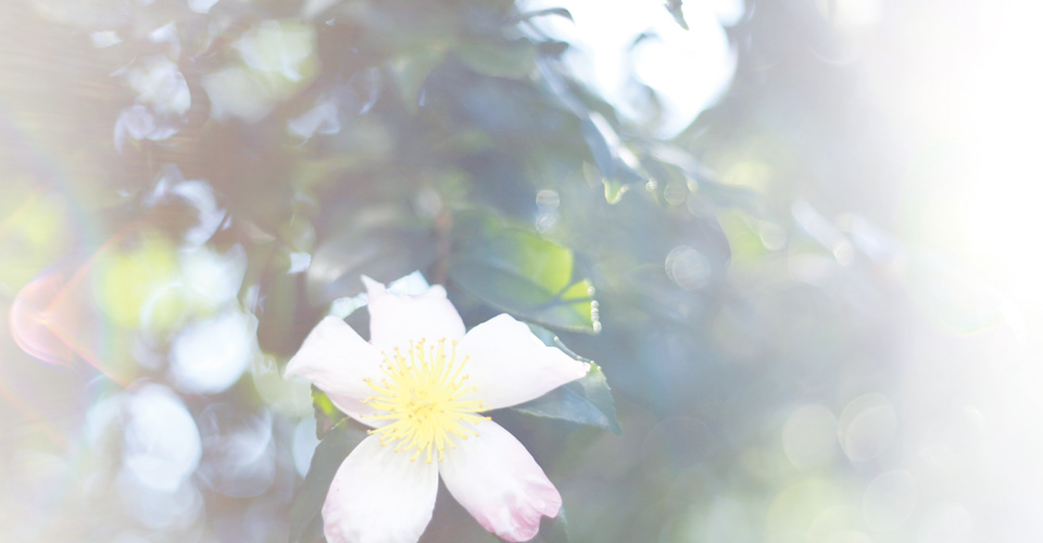 ページものの作品