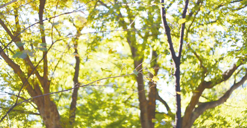 ページものの作品