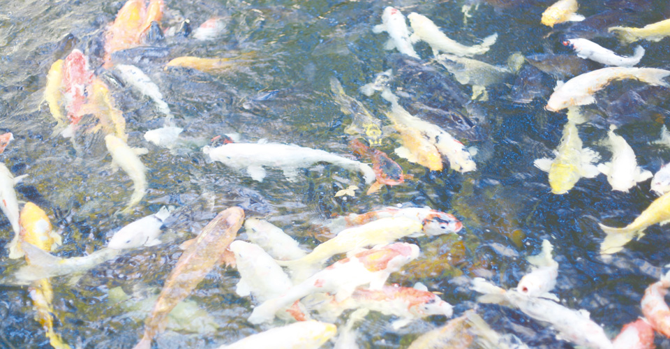 ページものの作品